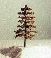 An old tree